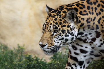 portrait of jaguar, Panthera onca