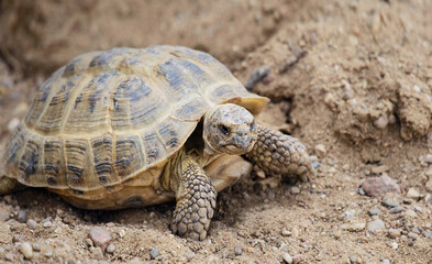 tortoise close up, Agrionemys horsfieldii