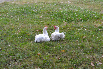 Deux Poules en prairie et pleine nature qui se regardent. Un cœur semble se dessiner entre elles.