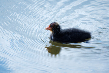 young Eurasian coot, Fulica atra