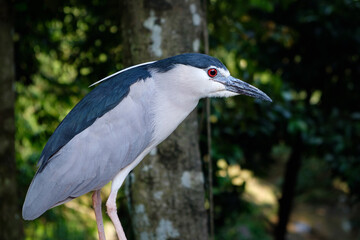 black-crowned night heron, Nycticorax nycticorax