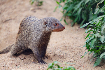 Banded mongoose looking for food, Mungos mungo
