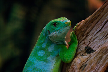 Brachylophus fasciatus, Lau banded iguana close up