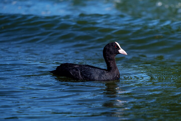 Eurasian coot in the water, Fulica atra
