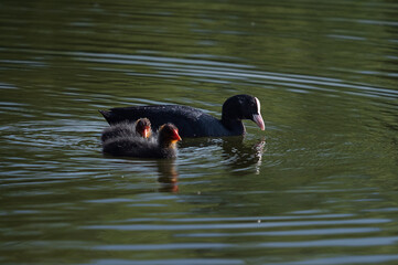 Eurasian coot swimming with two ducklings