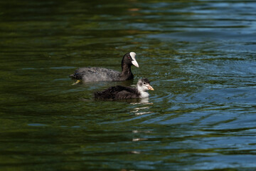 Eurasian coots, young and adult, Fulica atra