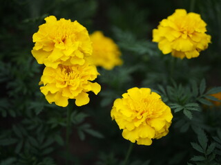 黄色いマリーゴールド