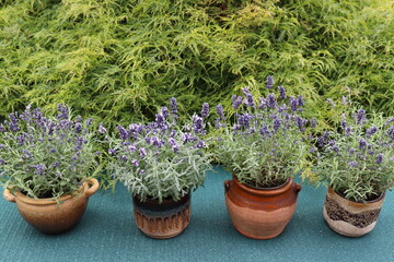 Lavendel im Topf. Lavendeltöpfe.