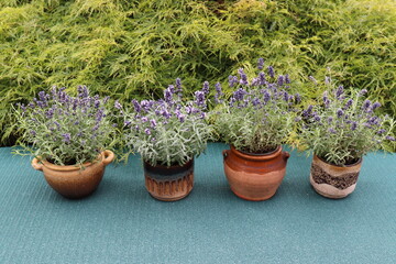 Lavendel im Topf. Lavendeltöpfe.