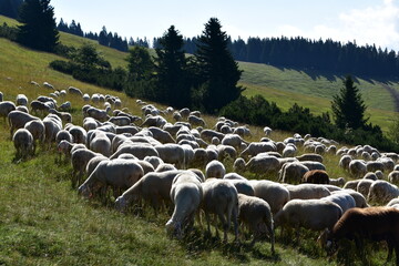 owce, barany, wypas, redyk, zwierzęta, © Albin Marciniak