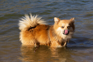 Cute pomerian dog in the water sticking out his tongue. Funny. Selective focus.