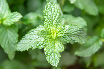 Peppermint leaves in a garden