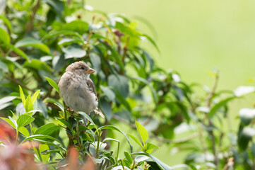Ein Spatz sitz auf den Zeigen eines Strauches