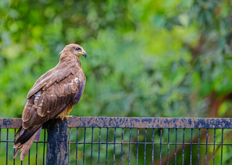 Black Kite sitting on a hedge