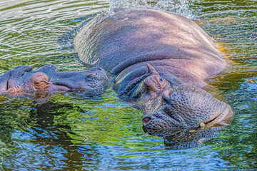 A carefree hippo in a pond