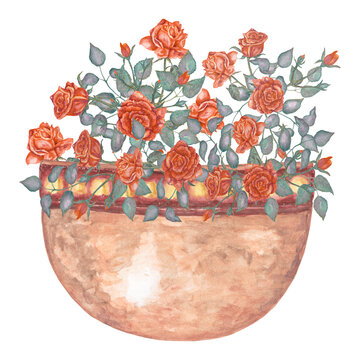 Watercolor roses in flower pot.