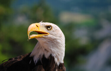 pygargue à tête blanche