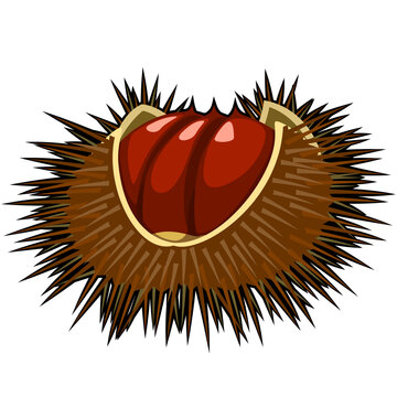 recommend clip art: イガグリのイラスト（アウトラインあり）