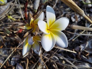 frangipani plumeria flower