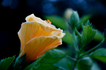 Fototapeta na wymiar orange flower on black background