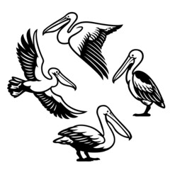 set of pelican bird
