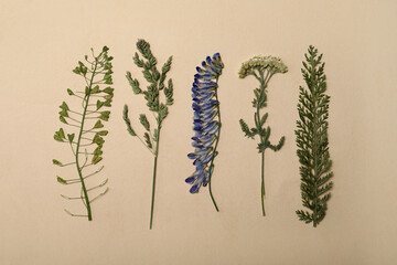 Wild dried meadow flowers on beige background, flat lay