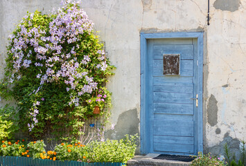 Fototapeta na wymiar Vintage old white wall, deep blue door and plants.