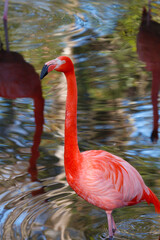 American flamingo (Phoenicopterus ruber), Homosassa Springs State Wildlife Park
