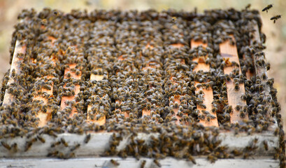 Honey Bee Hive

