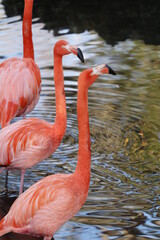 American flamingo (Phoenicopterus ruber)