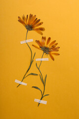 Wild pressed dried flowers on orange background. Beautiful herbarium