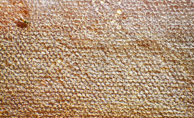 Honey Texture

