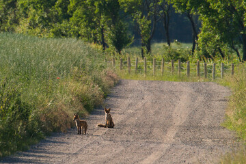 A pair of red foxes, vulpes vulpes , Fox walking on a forest path