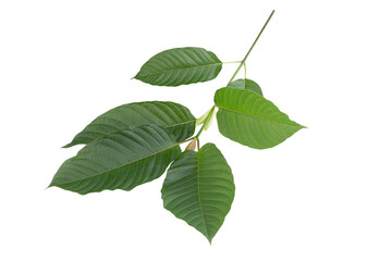 Mitragyna speciosa,kratom leaves isolated on white background