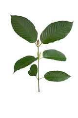 Naklejka premium Mitragyna speciosa,kratom leaves isolated on white background