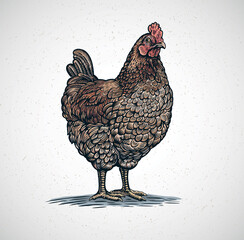 Chicken drawn in a graphic (engraved) style.