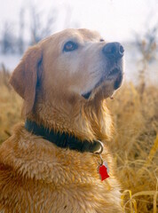 A yellow Lab watching for birds 