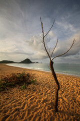 Fototapeta na wymiar a tree o the sand next to a body of water