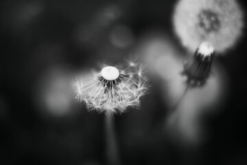 A black-and-white image of a white fluffy dandelion growing among dark grass, from which the seeds have partially fallen off in the summer. Nature.