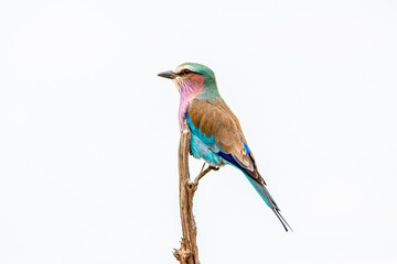 lilac roller on a branch