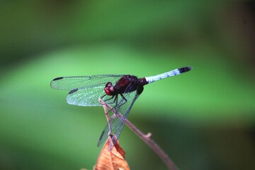 inseto libéula - anisoptera 