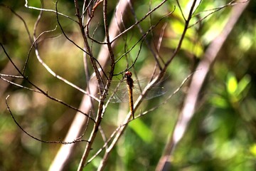 inseto libéula - anisoptera 