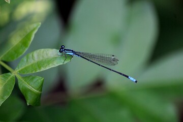inseto libéula - anisoptera 