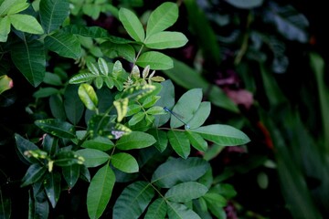 inseto libéula - anisoptera 