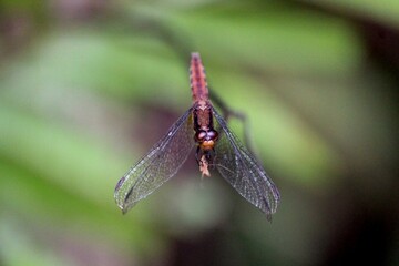 inseto libéula - anisoptera 
