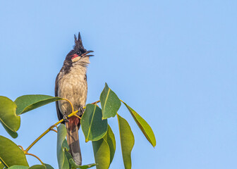 Red Whiskered Bulbul sitting on a tree