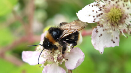 Macro bumblebee flower