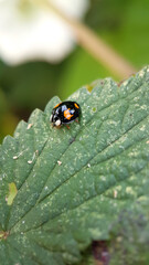 Macro ladybird leaf