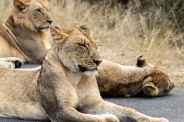 lion walking in the savannah