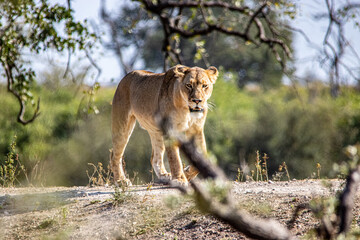 lion walking in the savannah